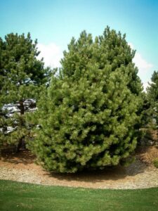 Сосна Чёрная (Pinus Nigra) купить по цене от 270.00р. в интернет-магазине «Посадика» с доставкой почтой в в Серове и по всей России – [изображение №1].