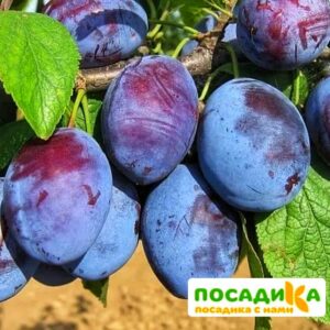 Слива Чачакская ранняя купить по цене от 229.00р. в интернет-магазине «Посадика» с доставкой почтой в в Серове и по всей России – [изображение №1].