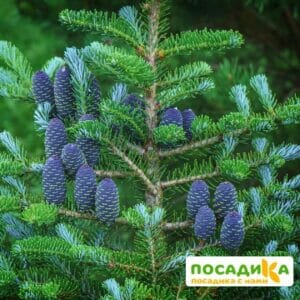 Пихта корейская (Abies koreana) купить по цене от 450.00р. в интернет-магазине «Посадика» с доставкой почтой в в Серове и по всей России – [изображение №1].