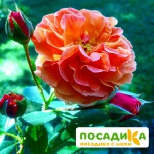 Роза Арабия купить по цене от 350.00р. в интернет-магазине «Посадика» с доставкой почтой в в Серове и по всей России – [изображение №1].