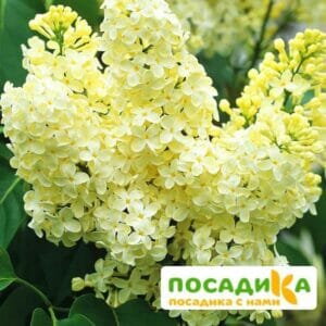 Сирень Примроуз (Primrose) купить по цене от 529.00р. в интернет-магазине «Посадика» с доставкой почтой в в Серове и по всей России – [изображение №1].