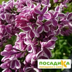 Сирень Сенсация купить по цене от 529.00р. в интернет-магазине «Посадика» с доставкой почтой в в Серове и по всей России – [изображение №1].