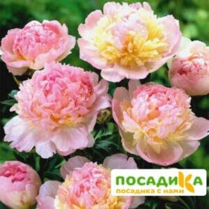 Пион Распберри Сандей (Paeonia Raspberry Sundae) купить по цене от 959р. в интернет-магазине «Посадика» с доставкой почтой в в Серове и по всей России – [изображение №1].