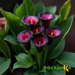 Калла Аура Лейс купить по цене от 400р. в интернет-магазине «Посадика» с доставкой почтой в в Серове и по всей России – [изображение №1].