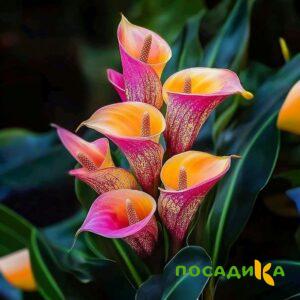 Калла Оникс купить по цене от 450р. в интернет-магазине «Посадика» с доставкой почтой в в Серове и по всей России – [изображение №1].