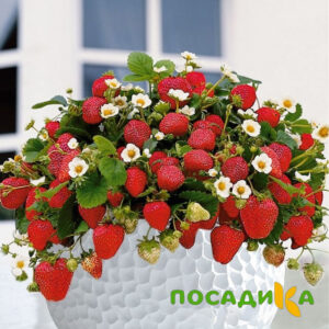 Клубника Рубиновый Шепот (горшечная) купить по цене от 240р. в интернет-магазине «Посадика» с доставкой почтой в в Серове и по всей России – [изображение №1].