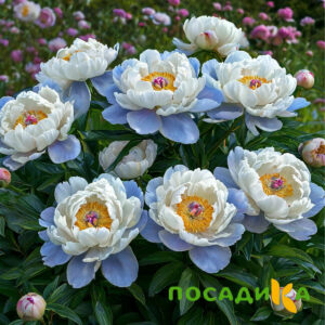 Пион акварельный Этюд купить по цене от 806р. в интернет-магазине «Посадика» с доставкой почтой в в Серове и по всей России – [изображение №1].