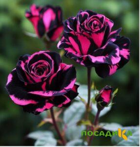 Роза Багровый Шепот купить по цене от 366р. в интернет-магазине «Посадика» с доставкой почтой в в Серове и по всей России – [изображение №1].