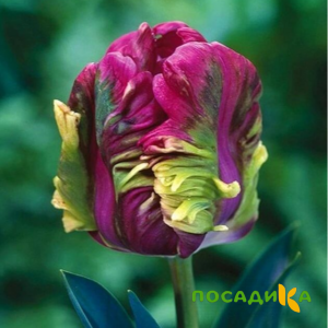 Тюльпан Экзотик Хэвен купить по цене от 186р. в интернет-магазине «Посадика» с доставкой почтой в в Серове и по всей России – [изображение №1].